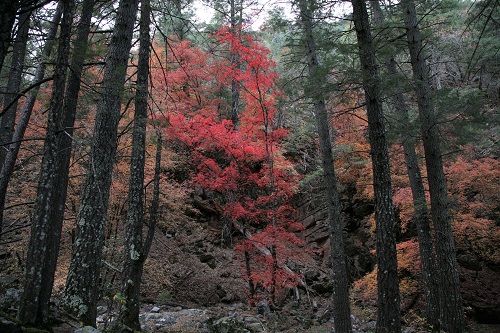 Ramsey,Humburg Trail の紅葉 2