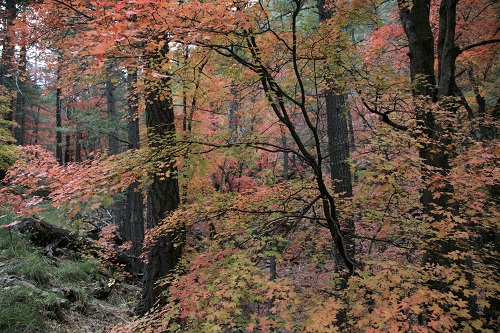 Ramsay,Hamburg Trail の紅葉 3