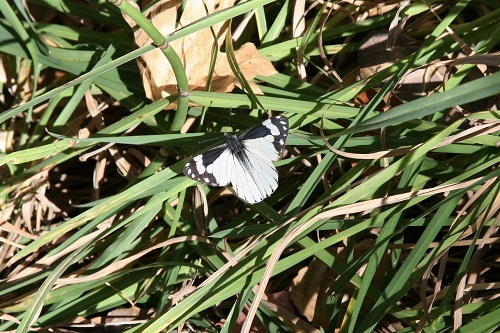 蝶Chiricahua Pine White メス