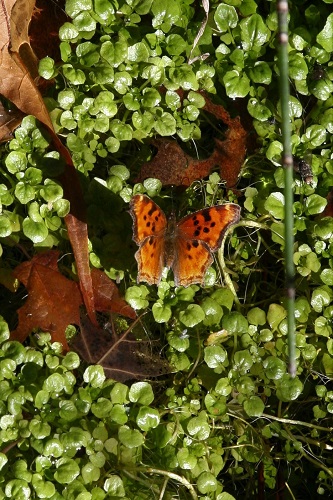 蝶 Satyr Comma