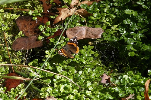 蝶 Red Admiral