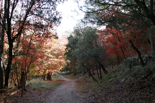 Ramsey Canyon Trail 入口の紅葉