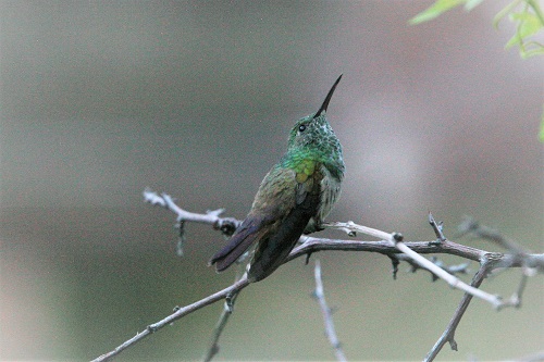 珍鳥4種類が南アリゾナに現れる 2020年夏（その3）コウゲン