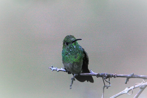 珍鳥4種類が南アリゾナに現れる 2020年夏（その3）コウゲン