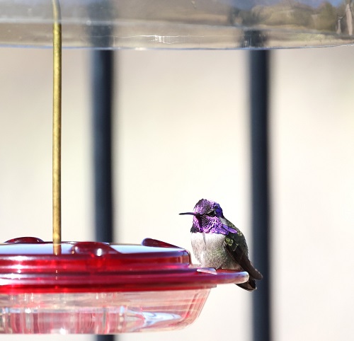 ハチドリのフィーダーの砂糖水を失敬する鳥たちとそれを狙う鷹 （その