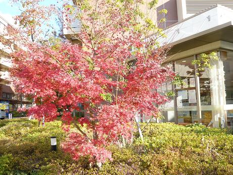 紅葉2009年