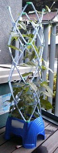 あさがお