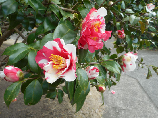 DSCN0651.jpg