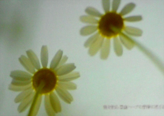 DSCN0741.jpg