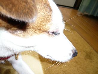 点眼薬投下直後w!
