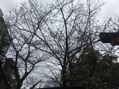 御霊神社の桜(2018/3/22)