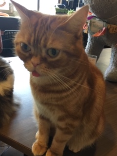 猫の時間きた本店