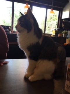 猫の時間きた本店