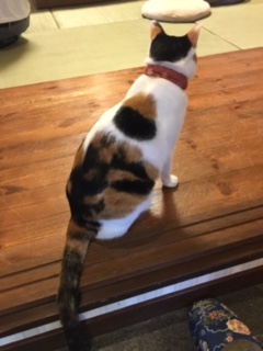 猫の時間きた本店