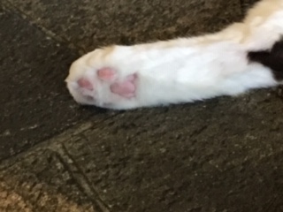 猫の時間きた本店
