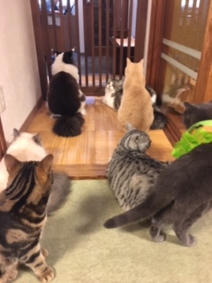 猫の時間きた本店