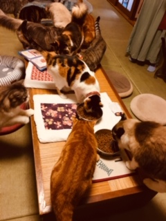 猫の時間きた本店