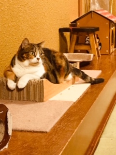 猫の時間きた本店