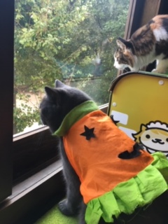 猫の時間きた本店