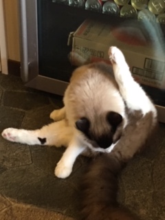 猫の時間きた本店