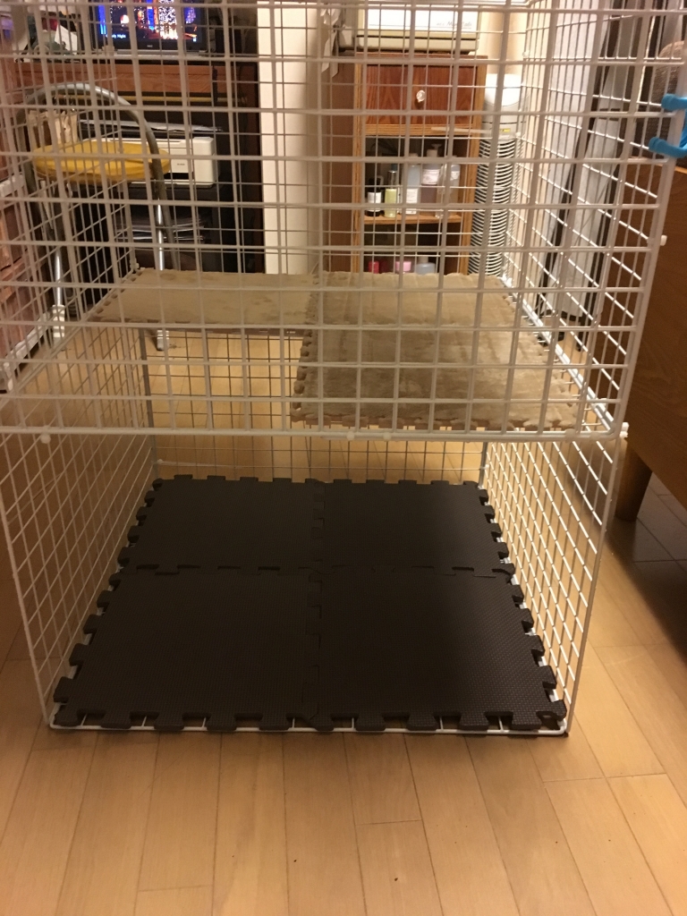 元ノラ猫のチャロ からっぽ のそのつぎ