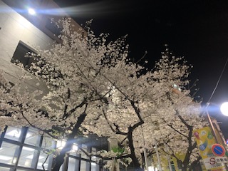 南署の桜2023