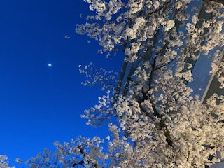 高津神社の桜2023