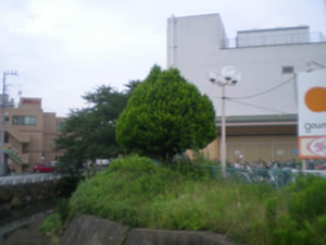 ¤«¤é¤¹¤Ê¤
