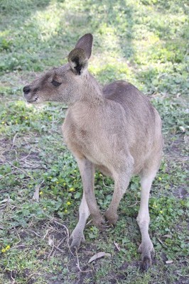 カンガルー