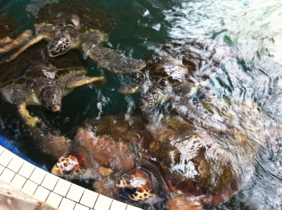 ウミガメ