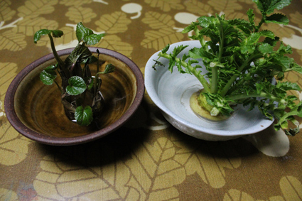 大根とわさび