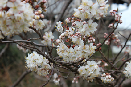さくらんぼの花