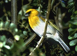 Palila bird