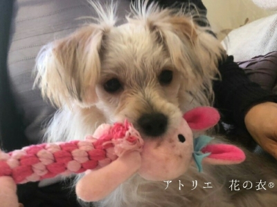 着付けより難しい 犬のトリミングオーダー トリミング大失敗 花の衣の着物ブログ きもの と きものコーディネート と 曇り空 さいたま市着付け教室 花の衣