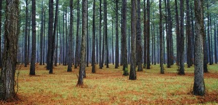 kouenrin