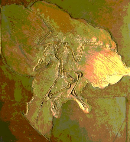 archaeopteryx