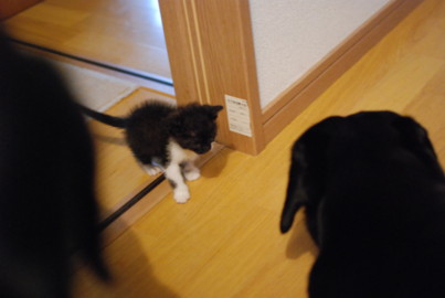 ユールとラビに圧倒されつつも・・・