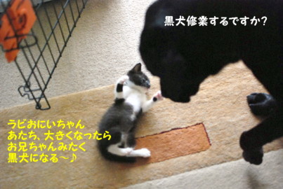 黒犬修業するですか?