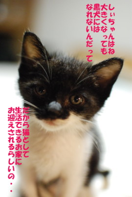 しじみ