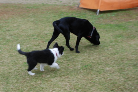 ラビとあくび
