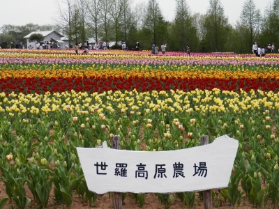 2012-4世羅高原