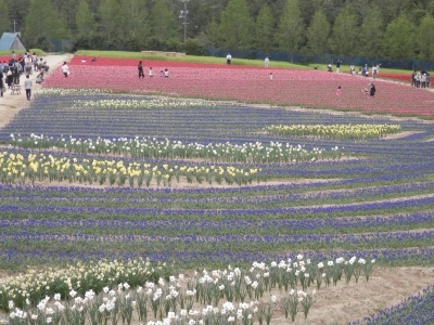 2012-4世羅高原