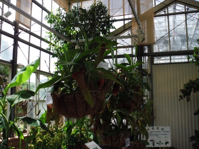 2011宝塚
