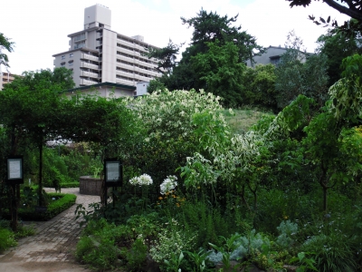 2011宝塚