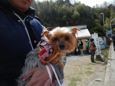 綾部山