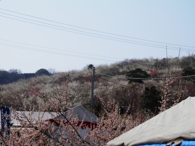 綾部山