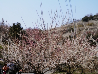 綾部山