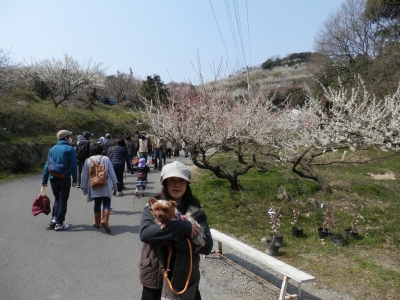 綾部山
