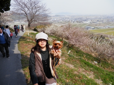 綾部山
