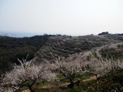 綾部山